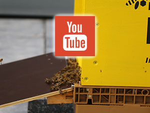 Der Bieneneinzug als Video