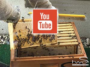 Die Honigernte als Video